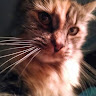 Joyce's profile image