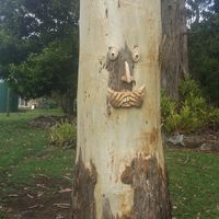 Emily Greentree's profile image