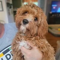 Kari Nieweglowski's profile image