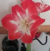 Laura Lamarche's profile image