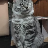 Pat Cozzi's profile image