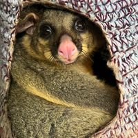 Tracy Burgess's profile image