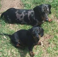 Rhonda Foreman Blanchard's profile image