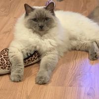 Lee Williams's profile image