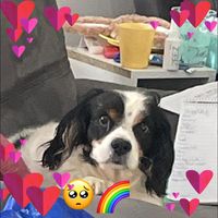 Amy Rosser's profile image