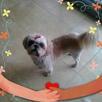 Rosemary Dowling's profile image