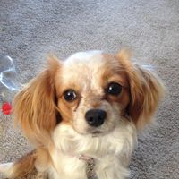 Karen Vella's profile image