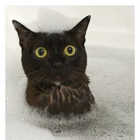 Chris Bowes's profile image