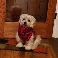 Linda Gosser's profile image