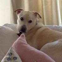 Nikki Reyes's profile image