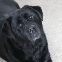 Steve Johnson's profile image