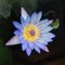 Iris B.'s profile image