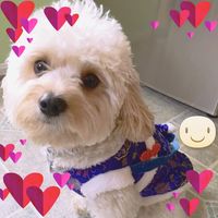 Linh Thai's profile image