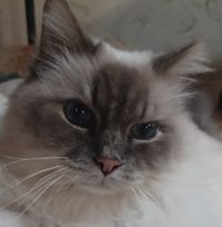 Mary Thrall's profile image