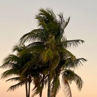 Sharon Eddy Mann's profile image