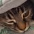Diana L. Collier's profile image