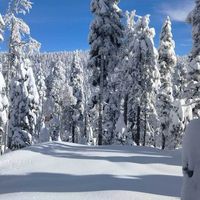 Debbie Shaver's profile image