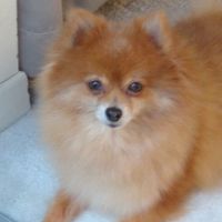Debbie Sweet's profile image