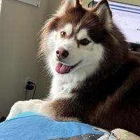 David Varela's profile image
