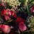 Susan Matheson's profile image