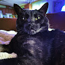 Nichelini C.'s profile image