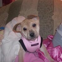 Missy Ann Hare's profile image