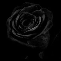 Luz Perez's profile image