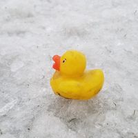 John Lo Piccolo's profile image