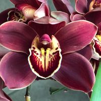 Martha Valencia's profile image