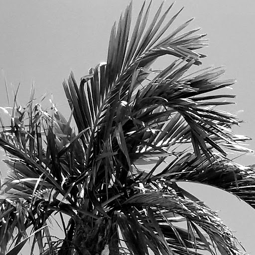Palm Beach2356's profile image