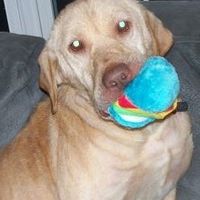 Kim Rosalia Gruden's profile image