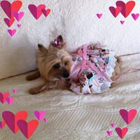 Elizabeth Fennimore's profile image