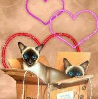 Penny Stevens's profile image