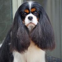 Megan Cromwell's profile image