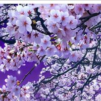 Tereza Mkhitaryan's profile image