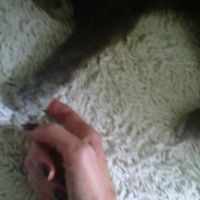 Carol Warner's profile image