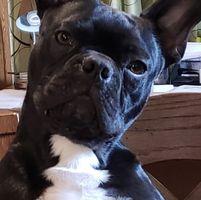 Denise Paul's profile image