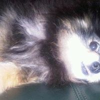 Meme Luong's profile image