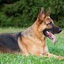 Carol Pope's profile image