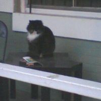 Julie Smith's profile image