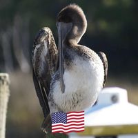 Lisa Nettles's profile image