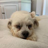 Ashley Wedgman's profile image