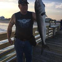 Pat Stables's profile image