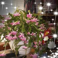 Deborah Bonollo's profile image