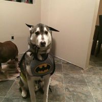 Lance Forsberg's profile image