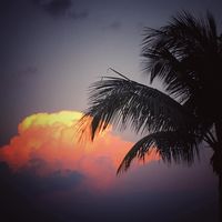 Rafael Forestier's profile image
