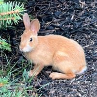 Deb Keiser Rietmulder's profile image