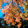 Suzette W.'s profile image