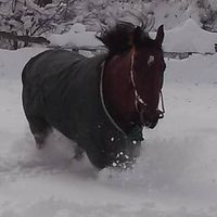 Lisa Lederhouse's profile image