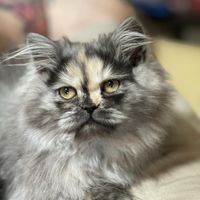 Carey Eldridge's profile image